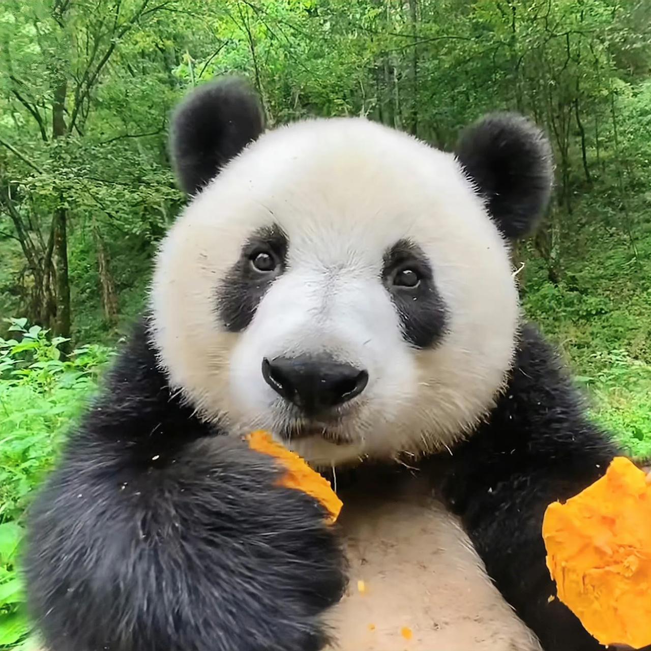 看大熊猫吃东西,听大熊猫咀嚼食物的声音,真是好治愈呀.