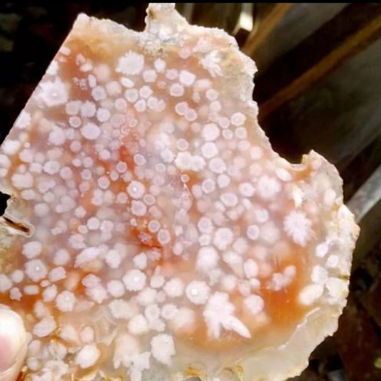 樱花玛瑙真假鉴别 质地95 可以通过看质地来识别樱花玛瑙的真假,用