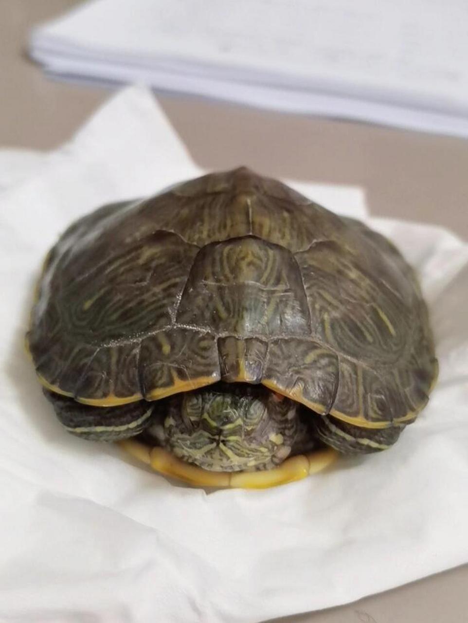 但是上网查找了, 乌龟死亡一般是头和四肢伸出来的. 这是不是