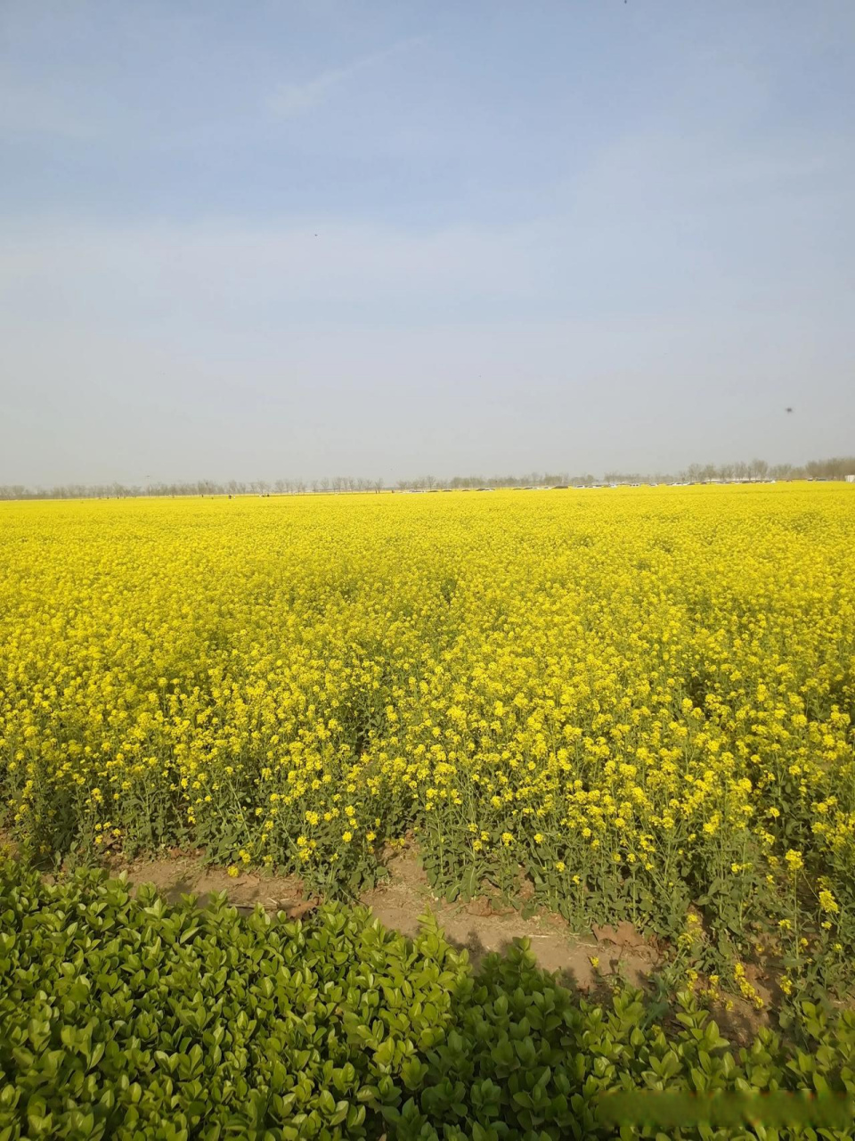 衡水安平万亩油菜花海好去处,免门票