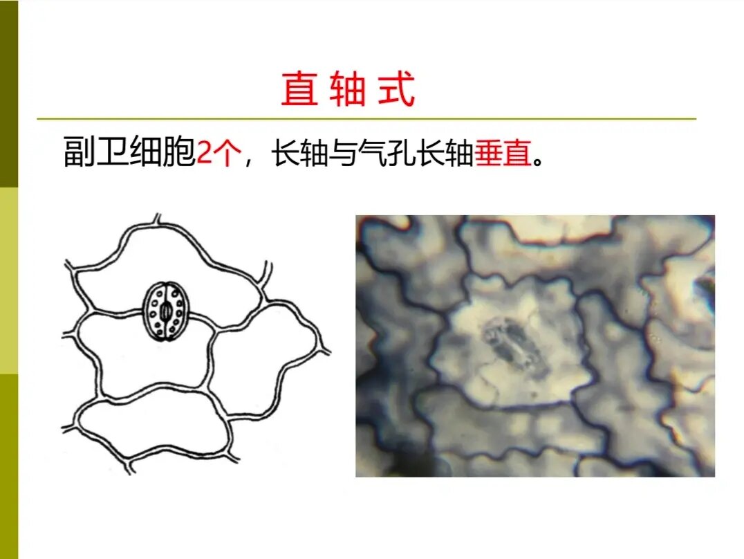 一分钟带你彻底掌握气孔与导管