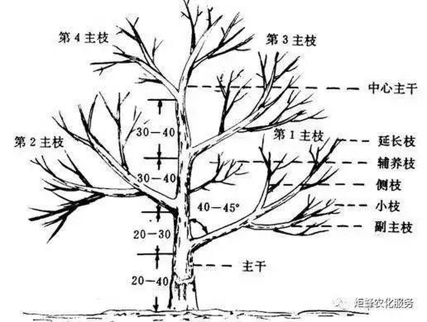 乔木地上部分的主轴,上承树冠,下接树木的根系