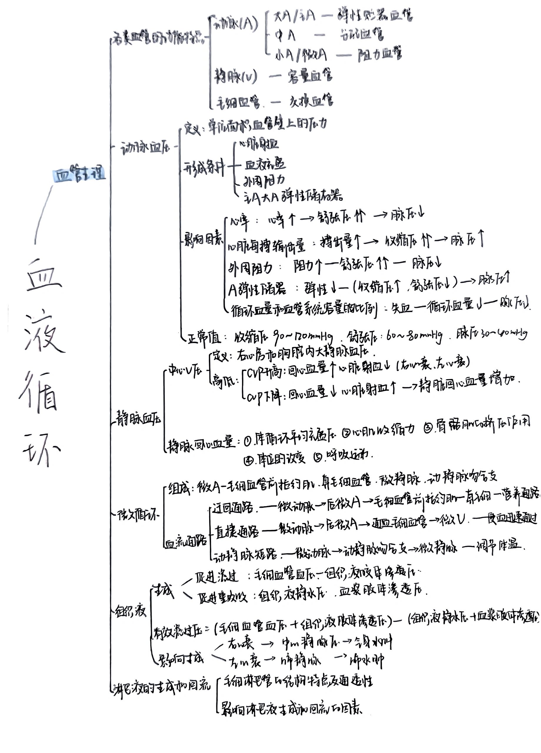 血液循环思维导图初二图片