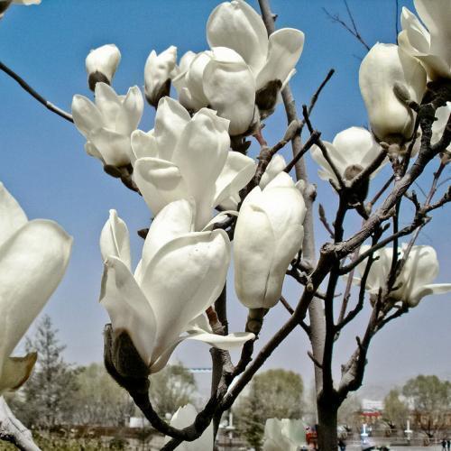 木兰花的花语,寓意及适合赠予对象和节日