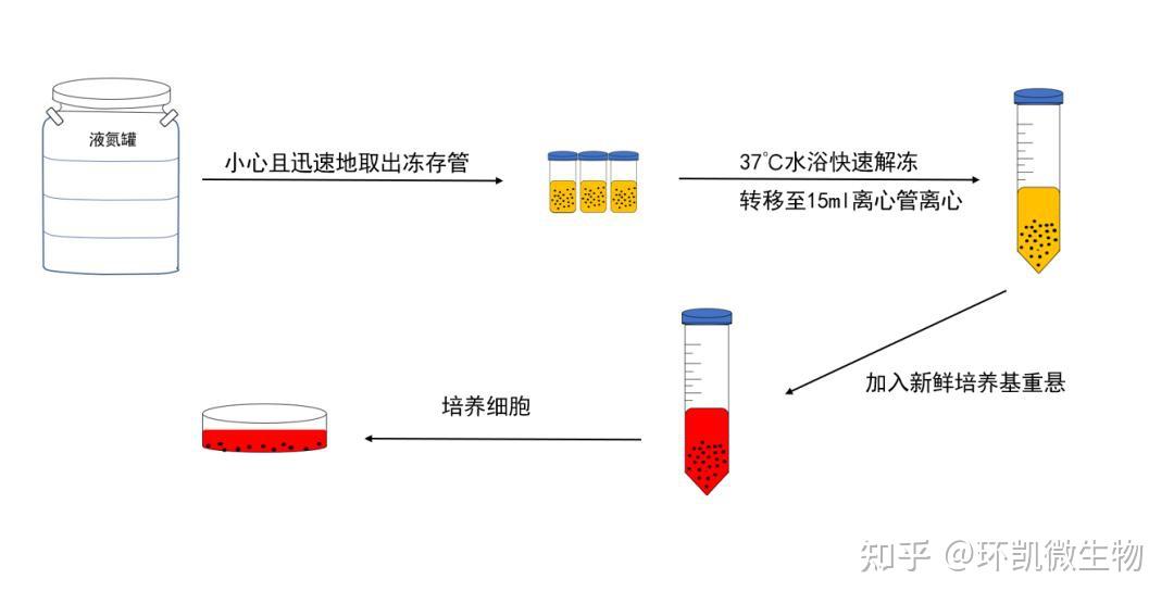 细胞复苏流程及注意事项