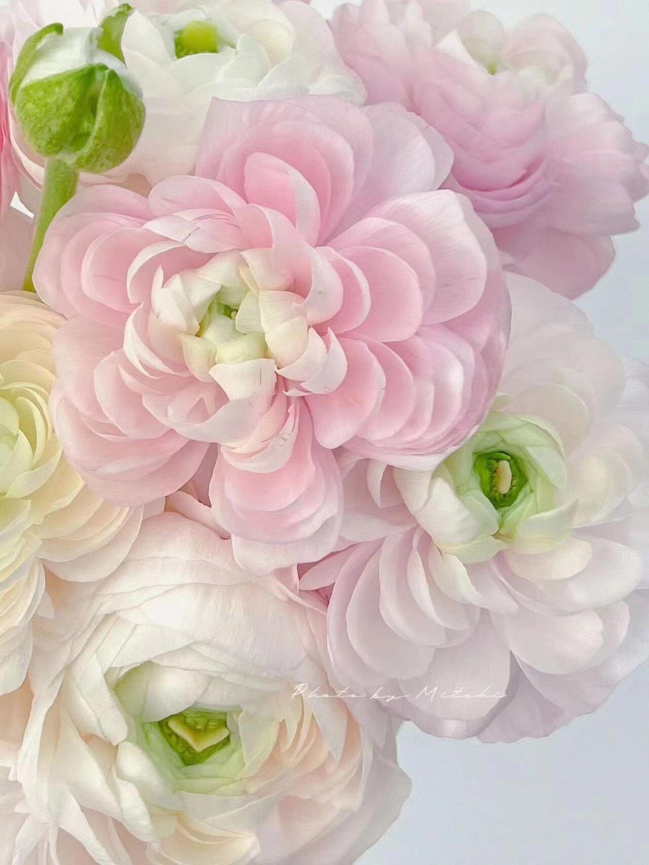 🌟洋牡丹的花语🌟 洋牡丹的花语是受欢迎,魅力,高贵,华丽,很适合