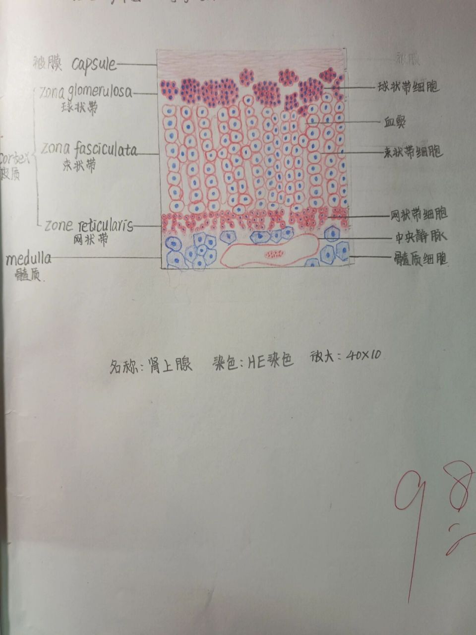 组胚手绘图p1:肾上腺  p3:表皮  组胚