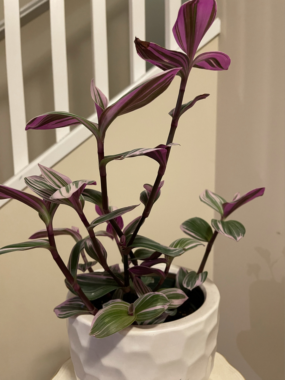 油画婚礼吊兰就这么美!