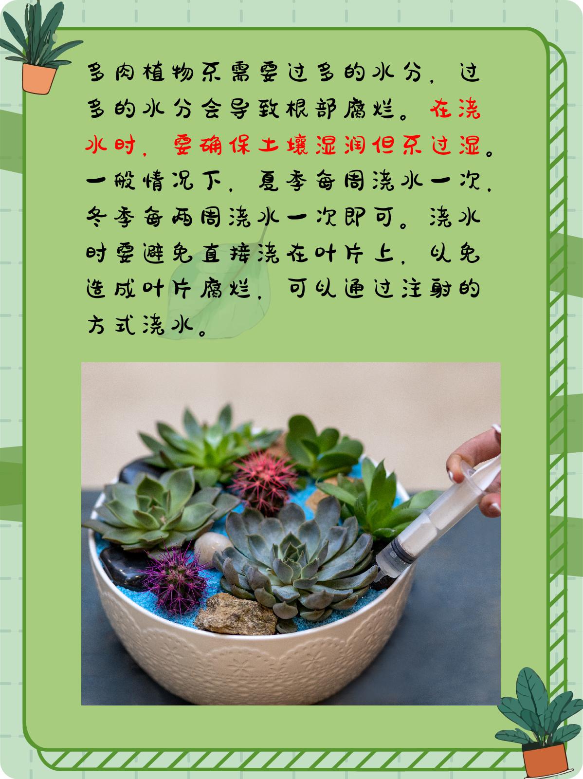 多肉植物的养殖方法和注意事项 多肉植物的养殖需要注意多个方面,包括