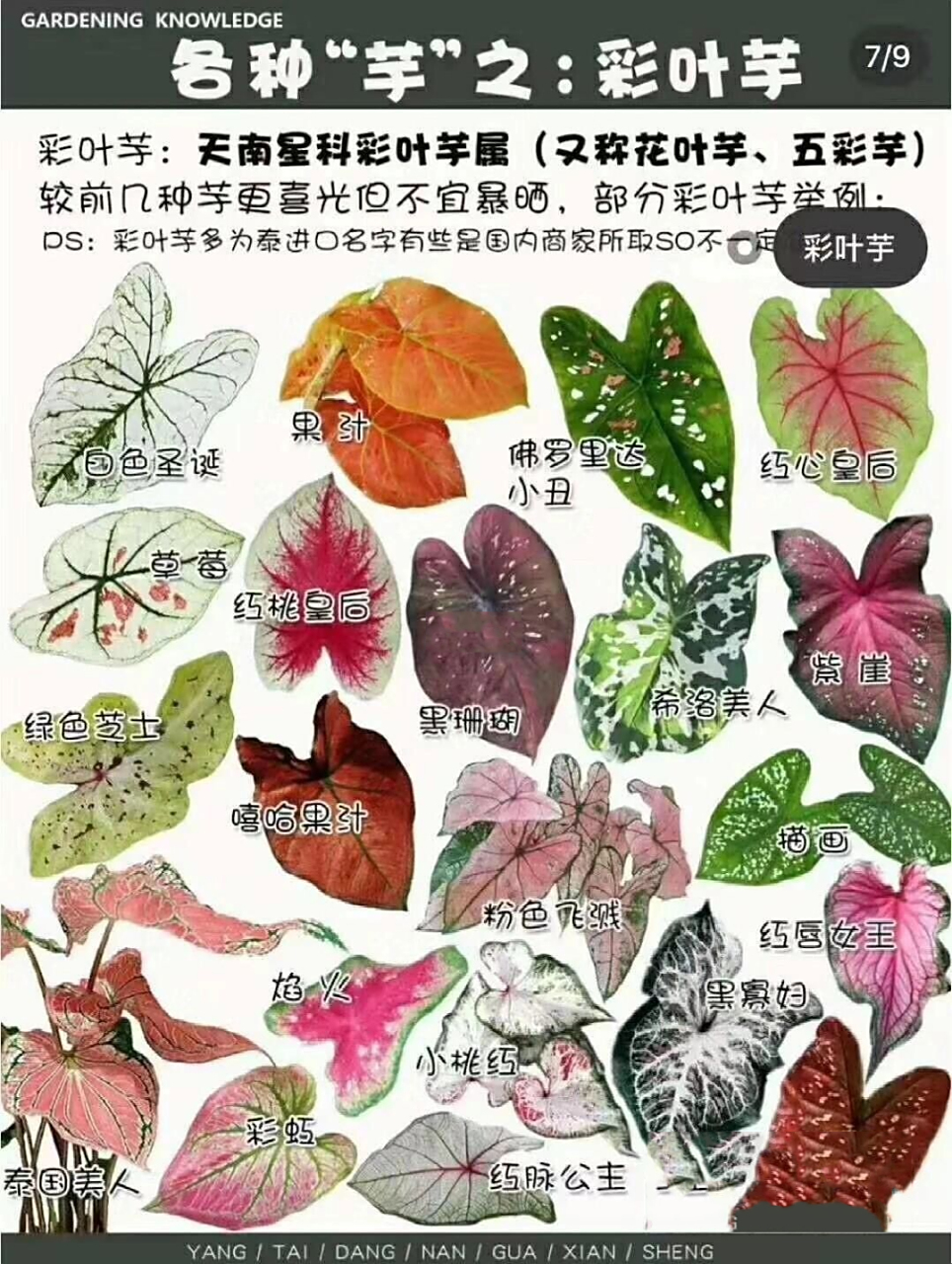 芋品种&植物种类 95 &  【·五彩芋/彩叶芋:cal