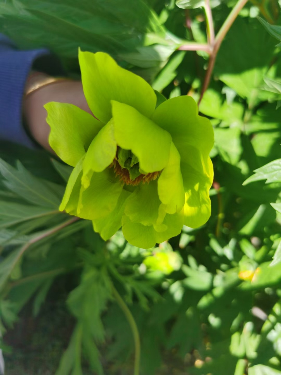 花开正艳云南的野生滇牡丹,最珍贵的绿色.