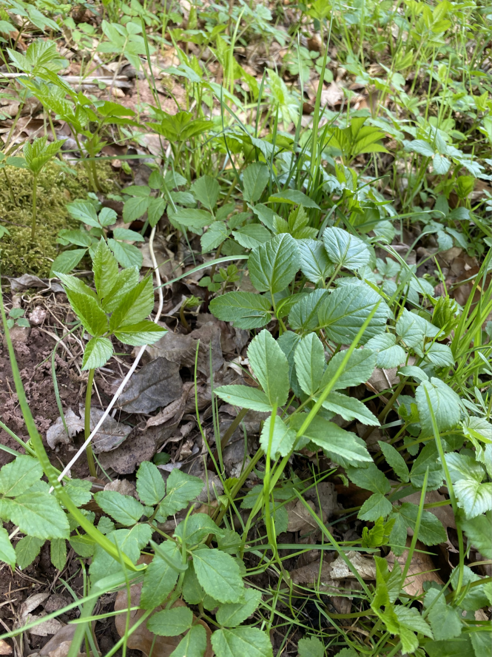 大山里的野芹菜 老山芹或者野芹菜就是它了,有欧芹和香菜的味道.