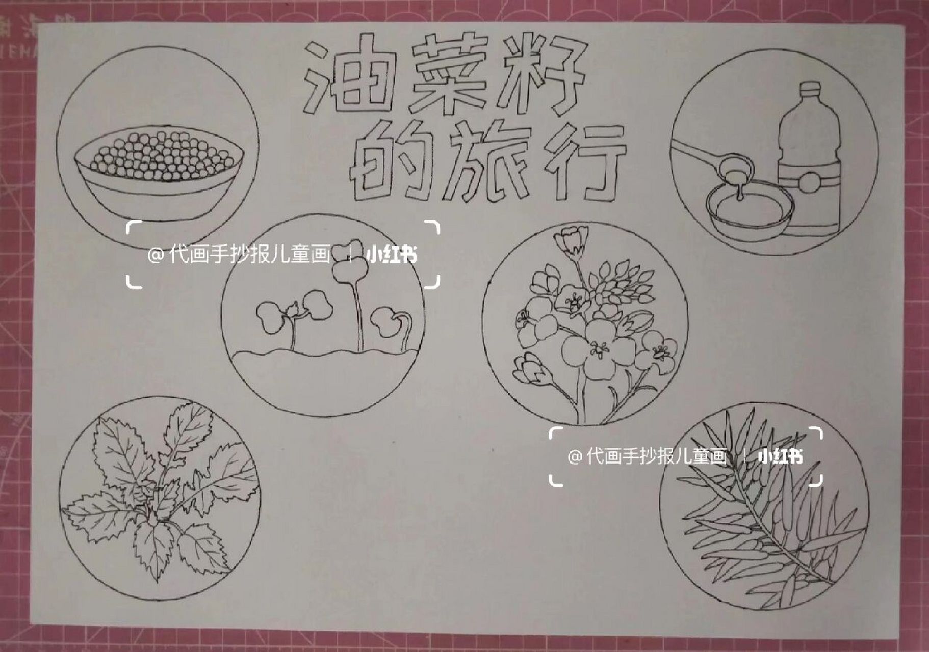 代画# #手抄报# #儿童画# #作业代画# ##植物生长# #油菜花# #自然