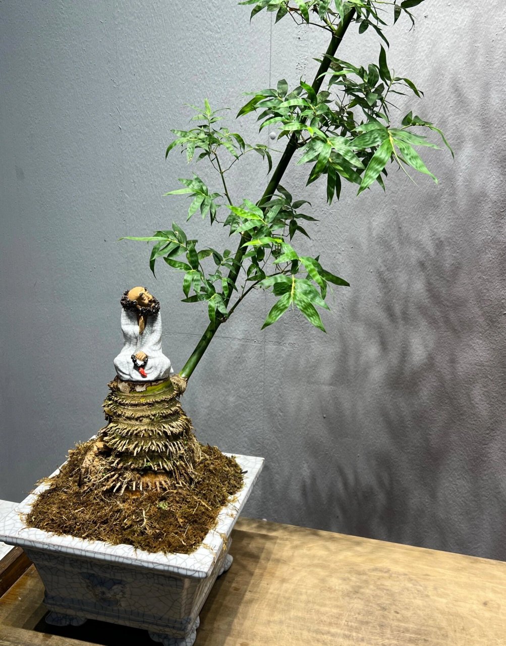 精品簕竹盆景 精品老桩小叶簕竹,带盆高165,飘长220,盆宽29,盆高17