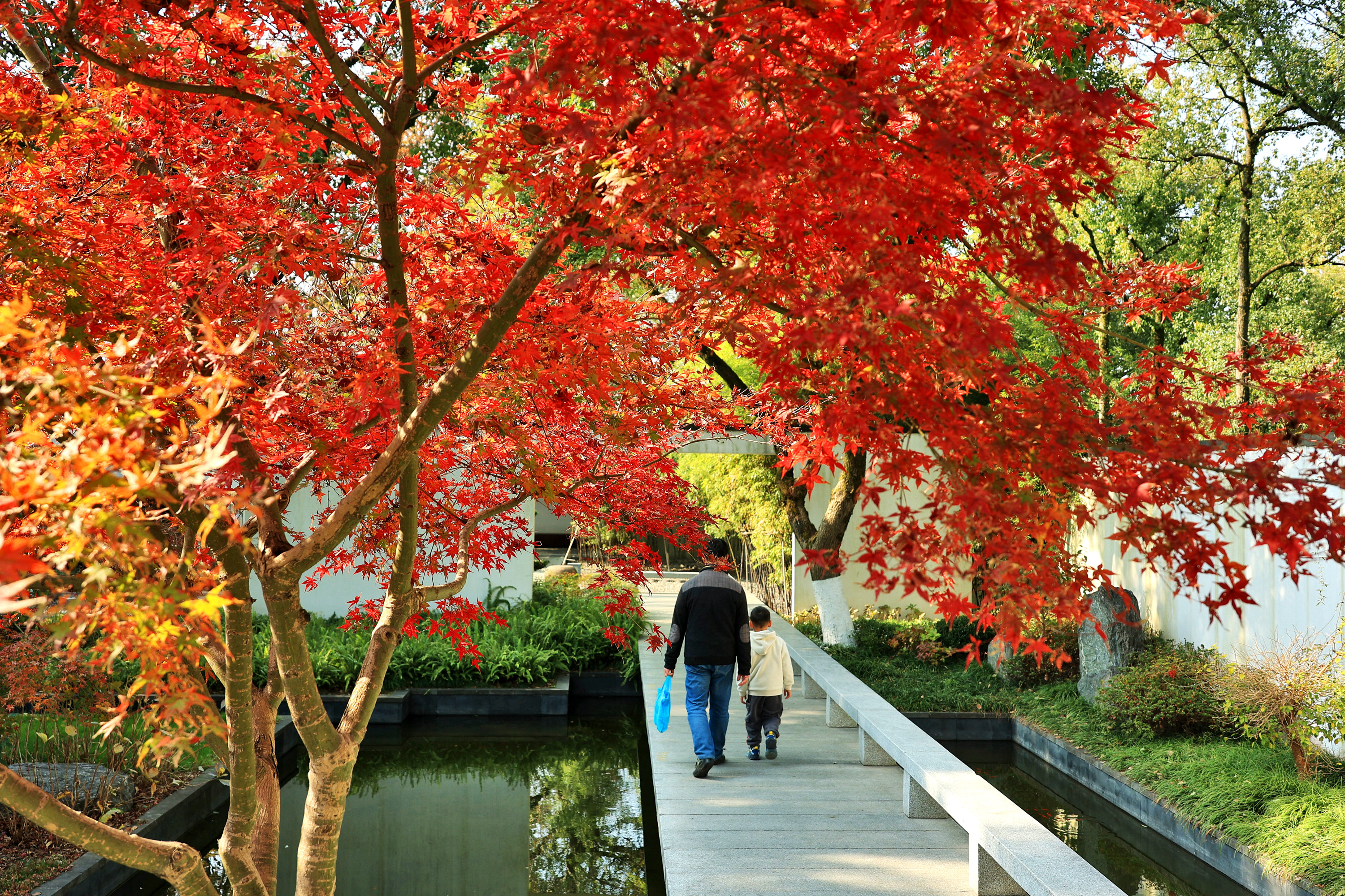 《宁波园林博物馆鸡爪槭红叶闪灼,美!》"凤脚踏过绿叶,留下一片绯红.
