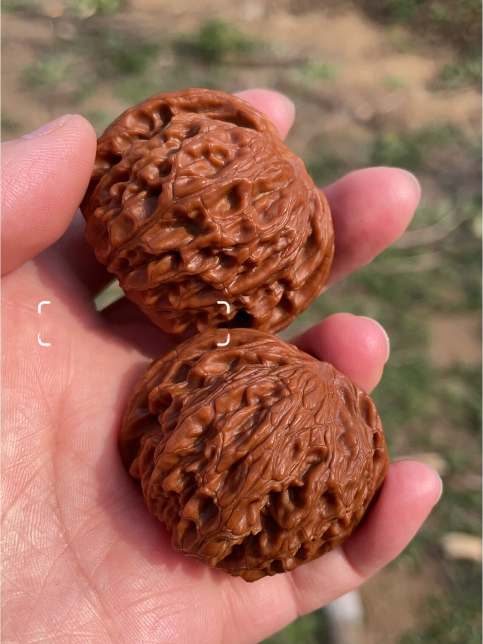 文玩核桃要打底到什么程度才能上手?