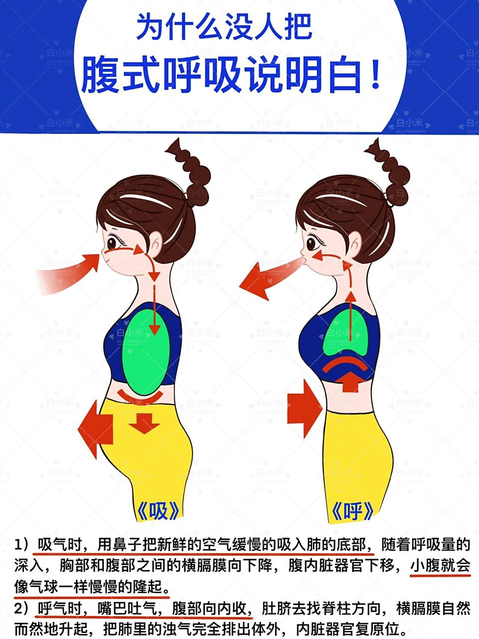 呼吸|腹式呼吸 哈哈哈哈,(用了网上的)标题党了哈 腹式呼吸很多博主都