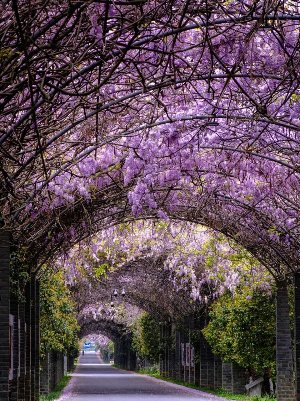 这应该是杭州最长的紫藤花廊了吧!超浪漫!