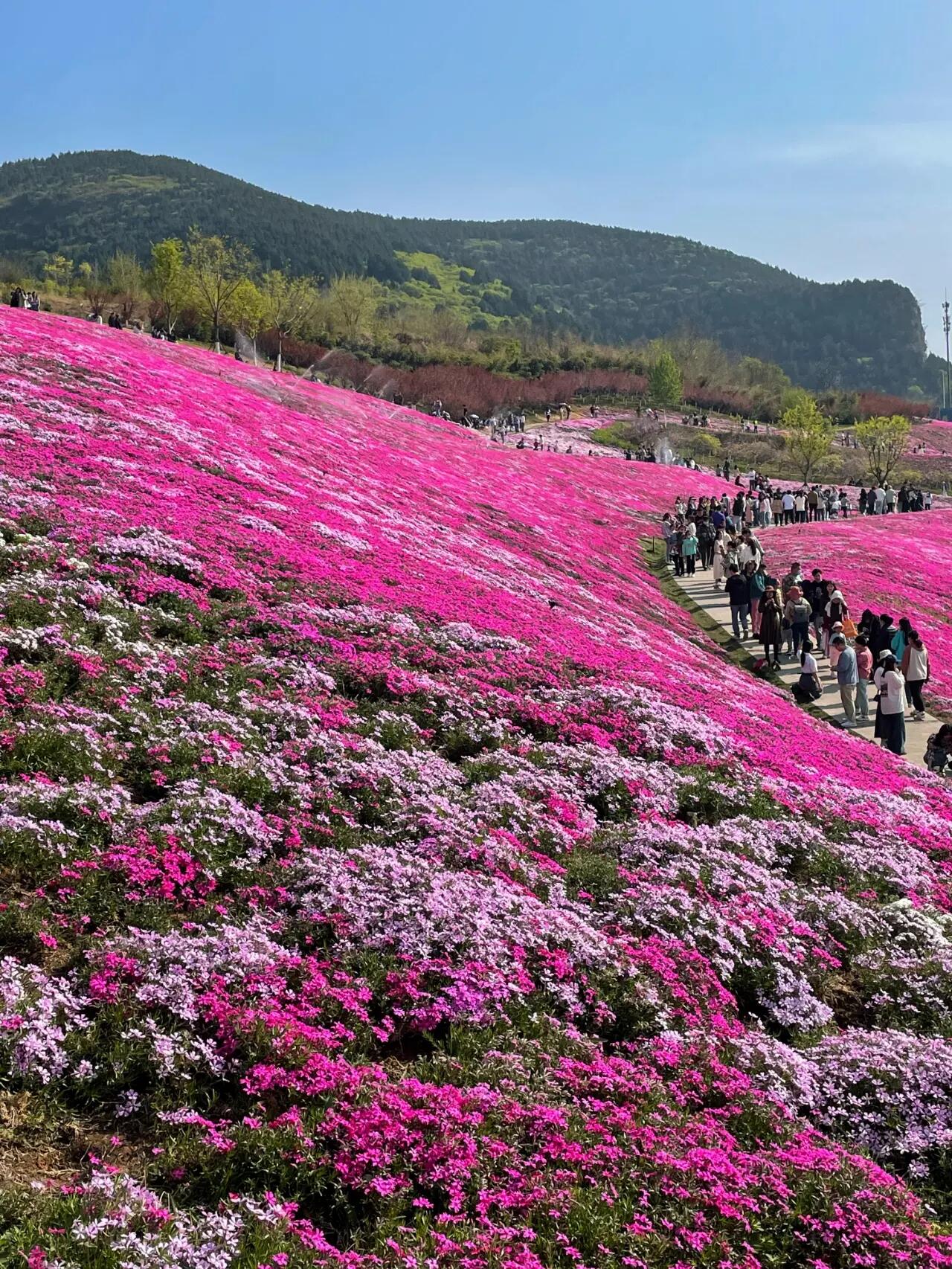 还有这片花海 赏花位置:济南地铁三号线龙洞站c口,一定是c口,出来再走