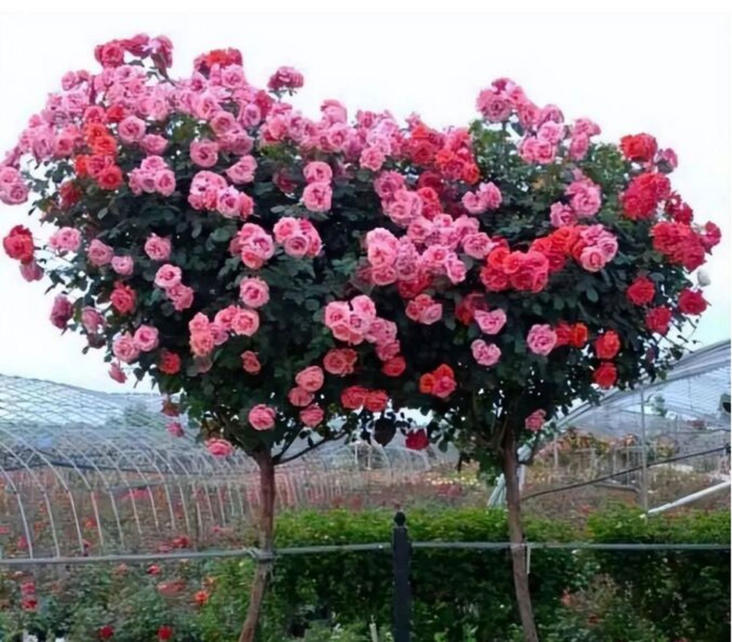 树状月季的优点 1.观赏效果好:形状独特,高贵典雅,层次分明,在视觉效