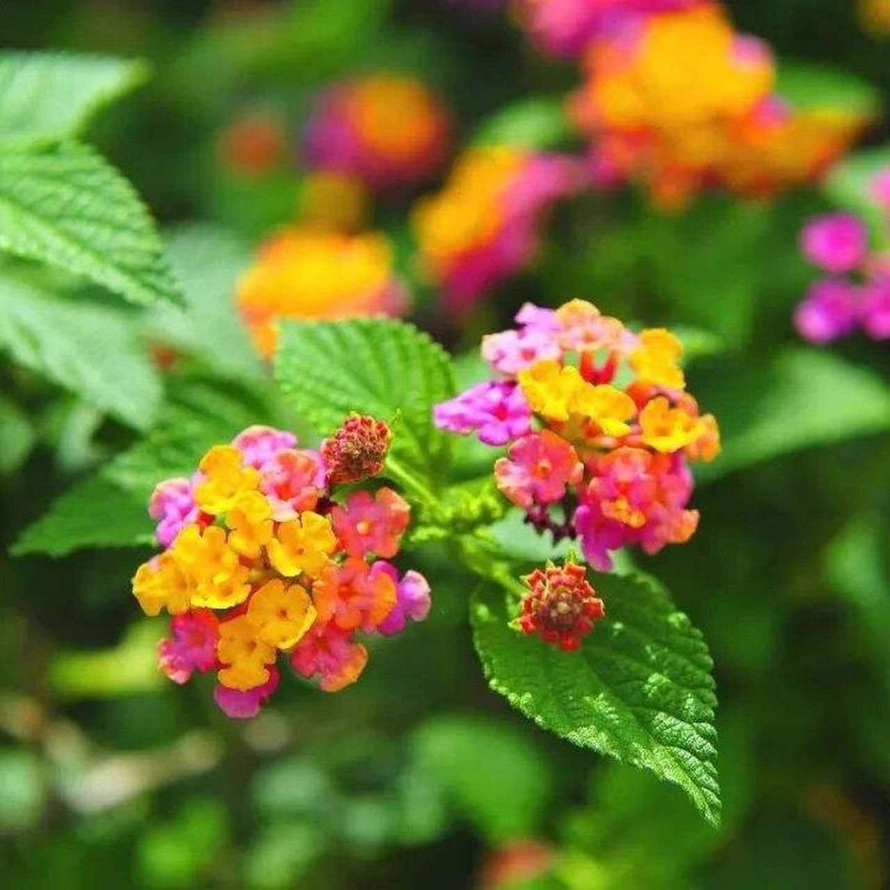 五色梅,花期长花色又丰富,给点阳光就灿烂 1.