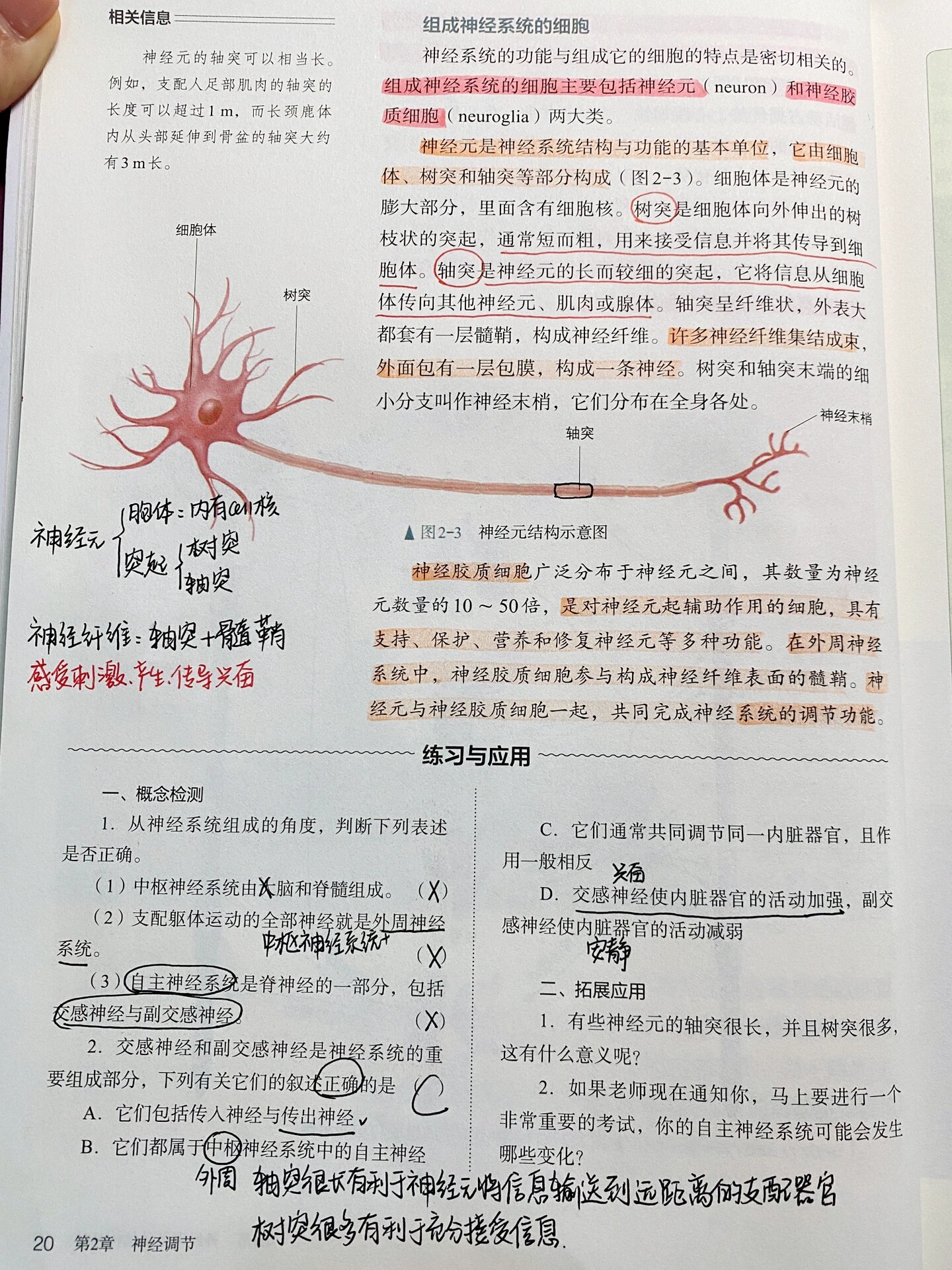 新人教版高中生物选择性必修一第二章第一节