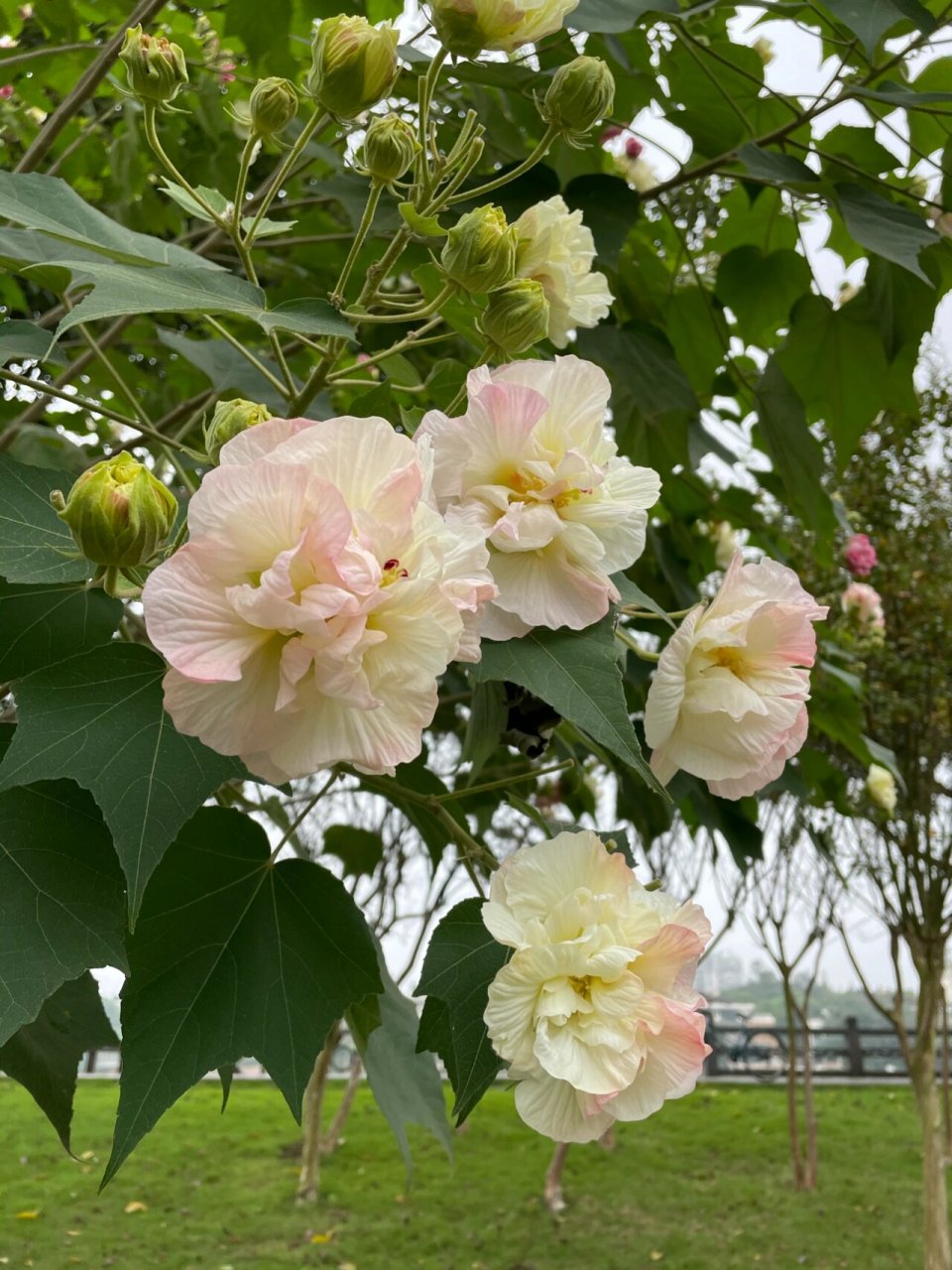 芙蓉花盛开,满树花开繁花似锦.