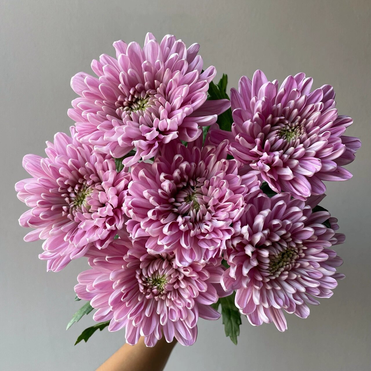 粉紫安娜菊94 学名:"罗斯安娜菊" 它属于粉紫复色的 属于大型菊花