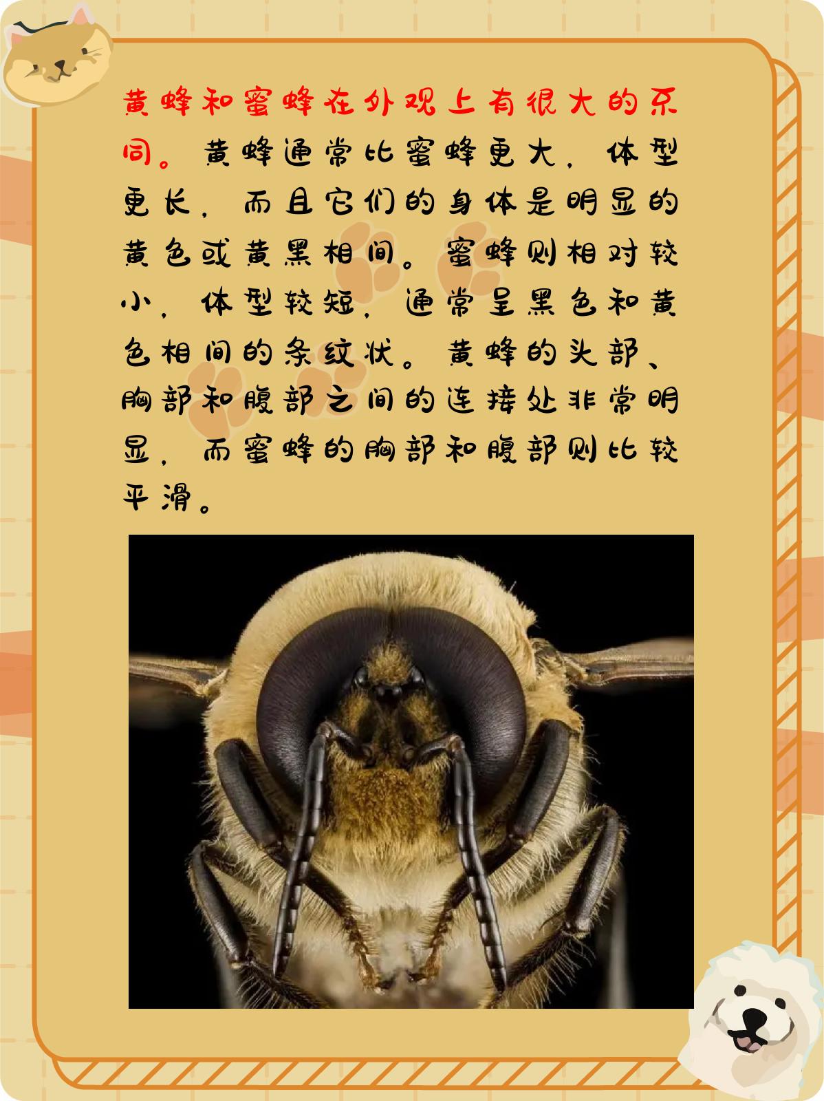 黄蜂和蜜蜂的区别