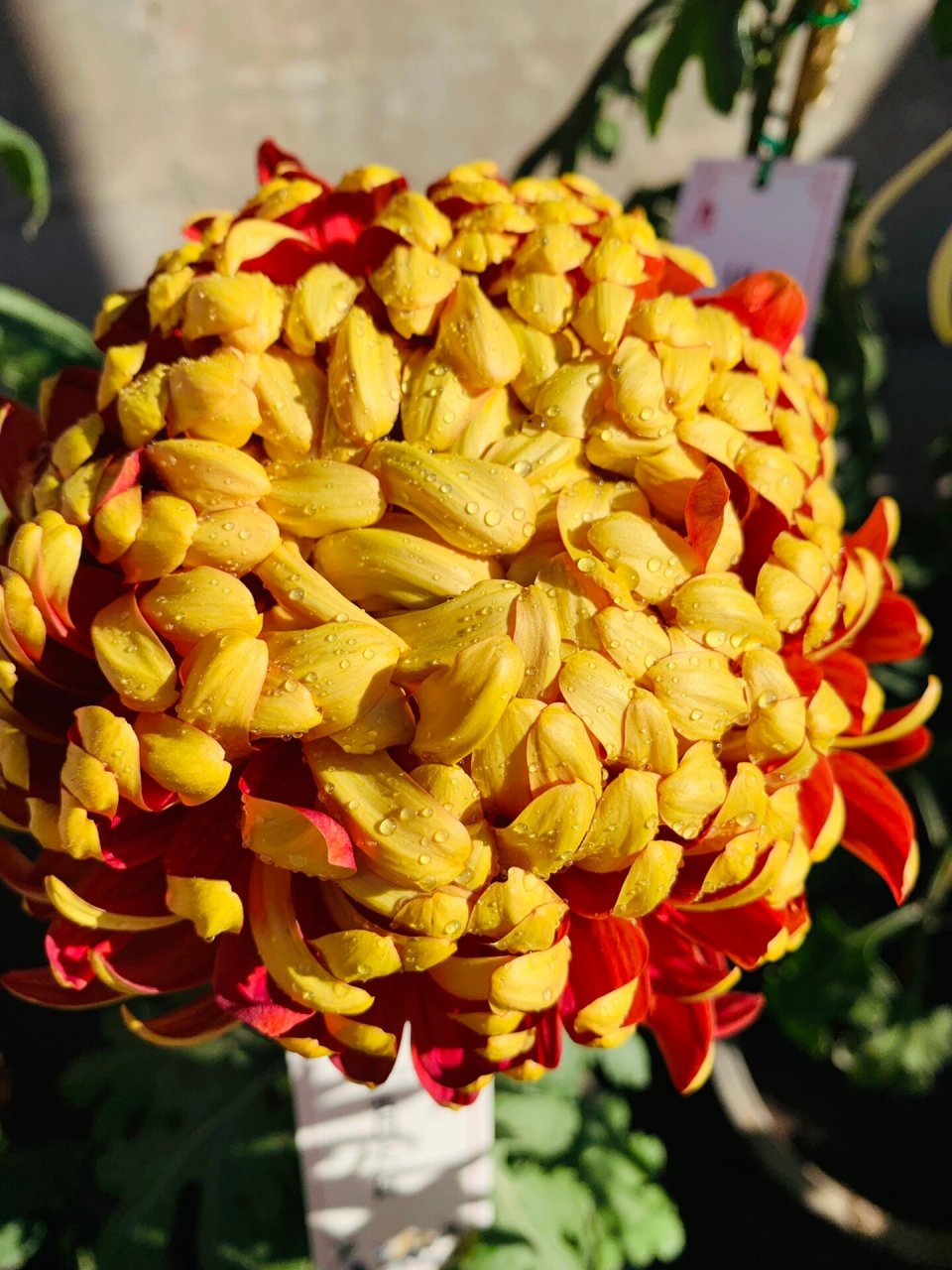 故宫菊花展!各种种类的菊花,每一株都有一个大方儒雅的名字!