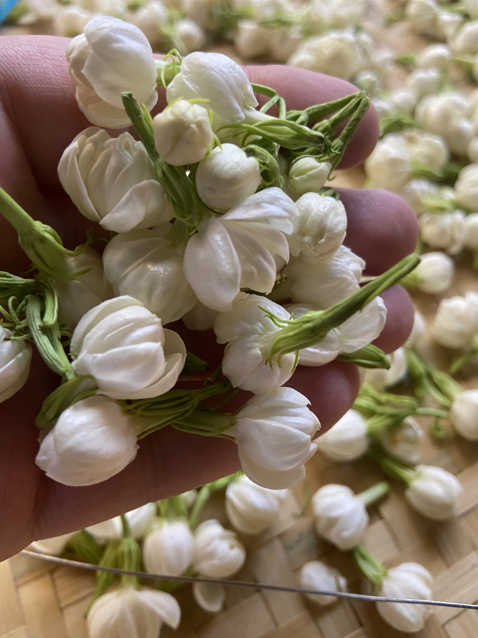 一斤45元07    	 长乐乡下老桩茉莉花,花苞饱满,多花瓣,茉莉香浓郁