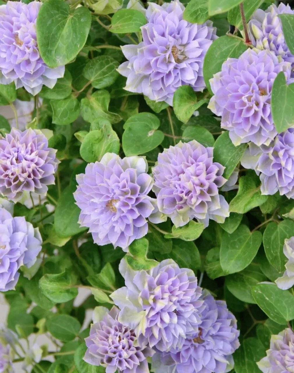 酷似牡丹花的"琉璃"铁线莲 多季节开花 "琉璃",是"藤本花卉皇后"