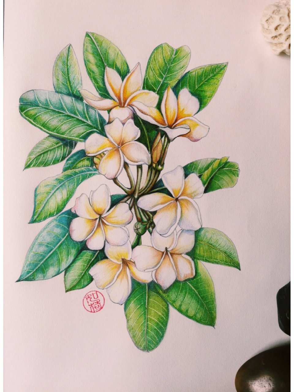 彩铅手绘:鸡蛋花 这是迄今我画过最喜欢的一幅鸡蛋花,记得第一次见到