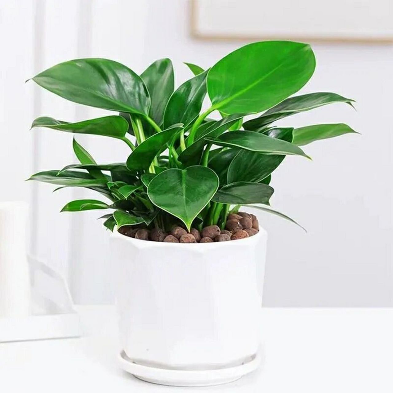 金钻株型美观大方,浓绿的叶片常年生机勃勃,青翠葱茏,颇具观赏价值