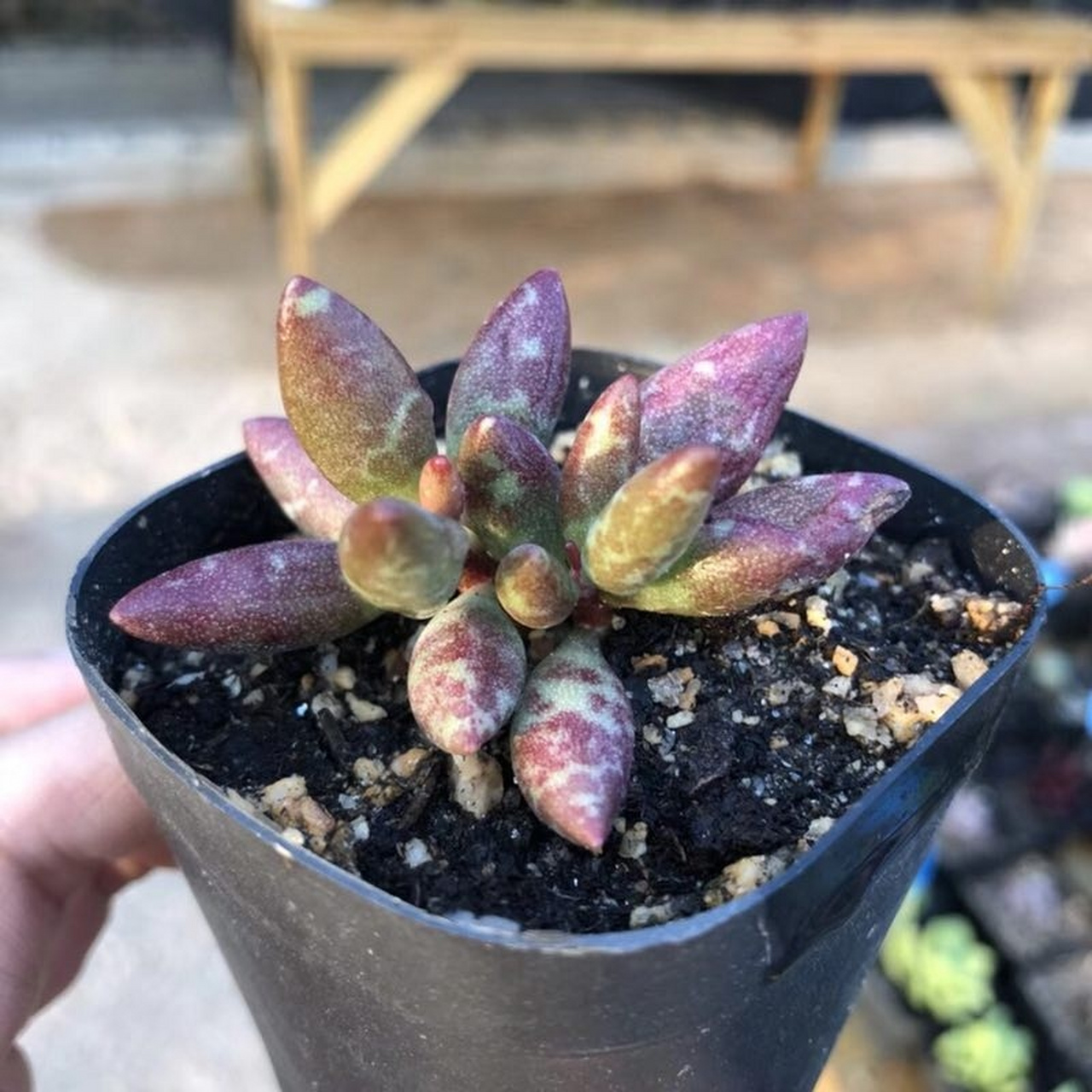 梅花鹿水泡,美就是这样