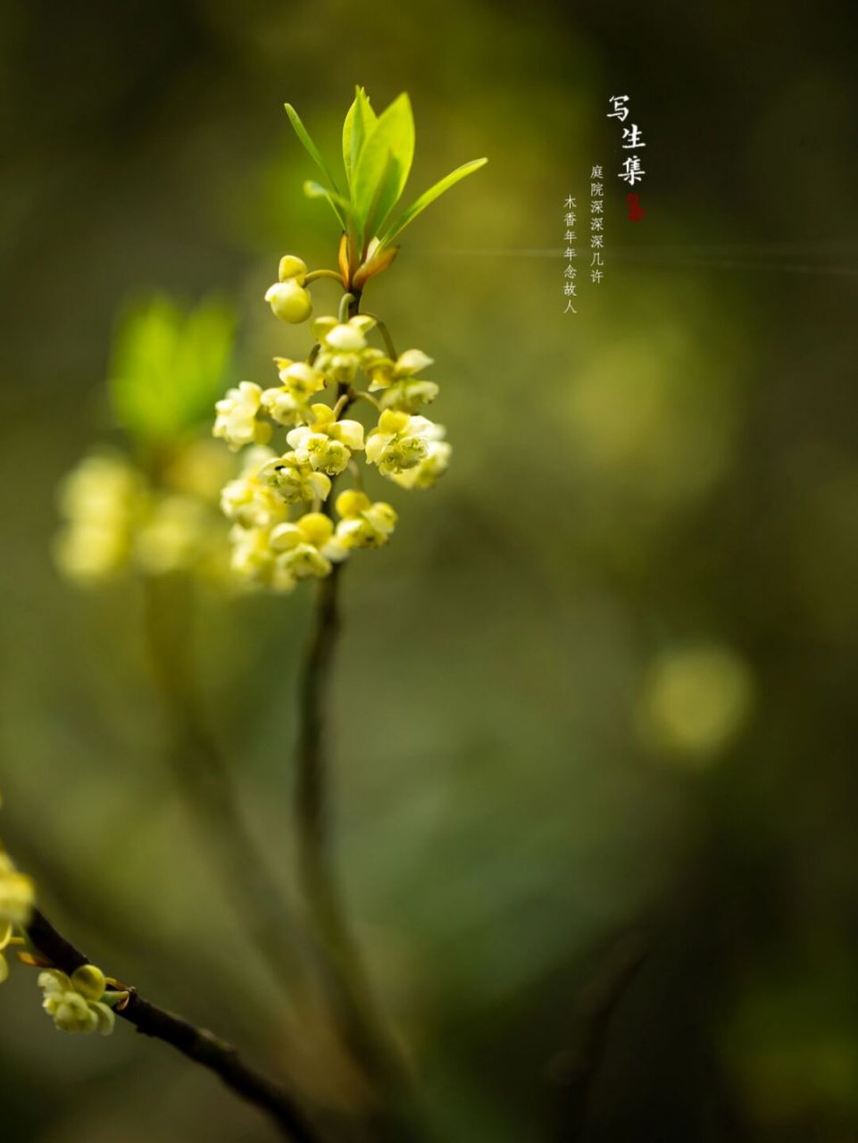 木香子图片图片