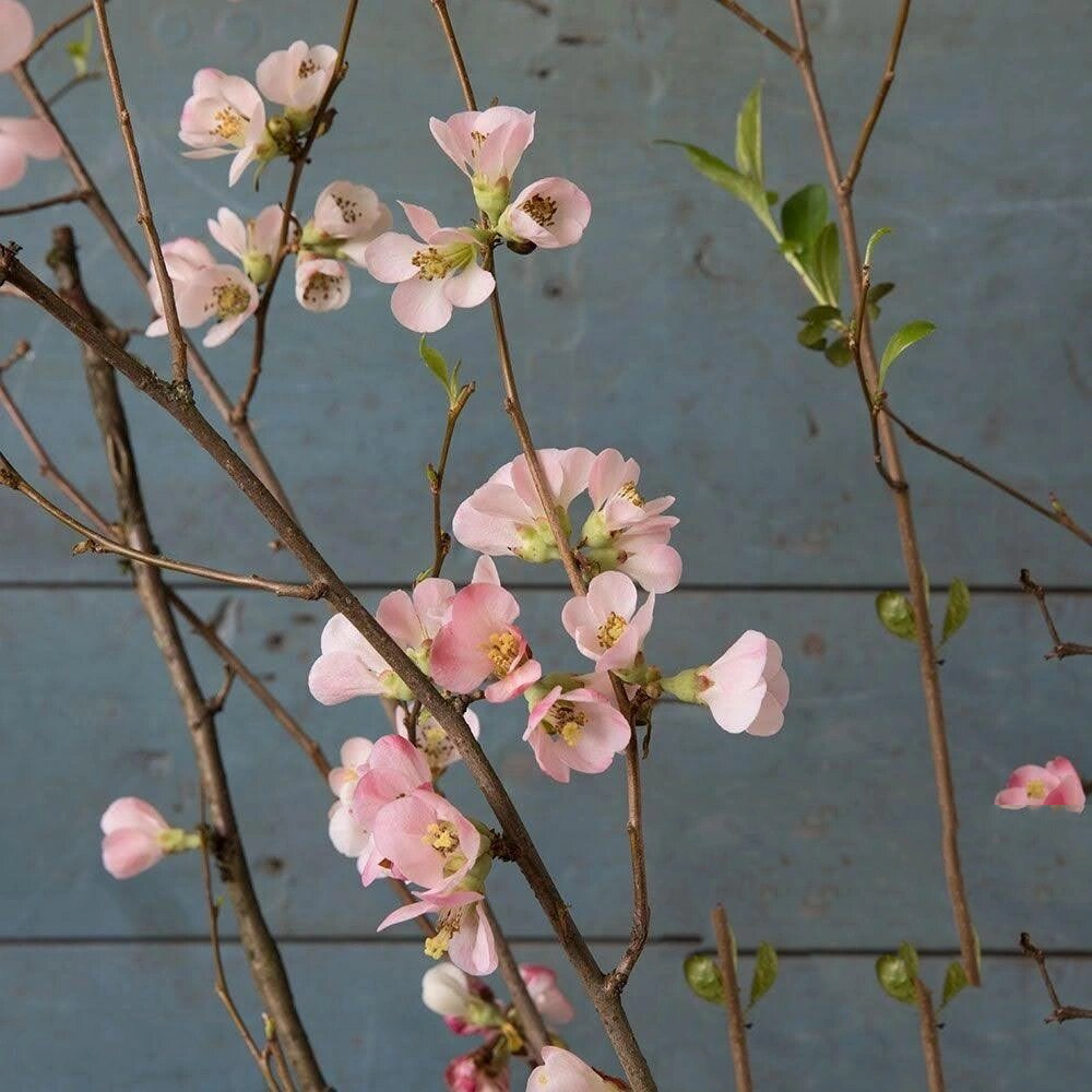 寒梅干枝(贴梗海棠花)养法