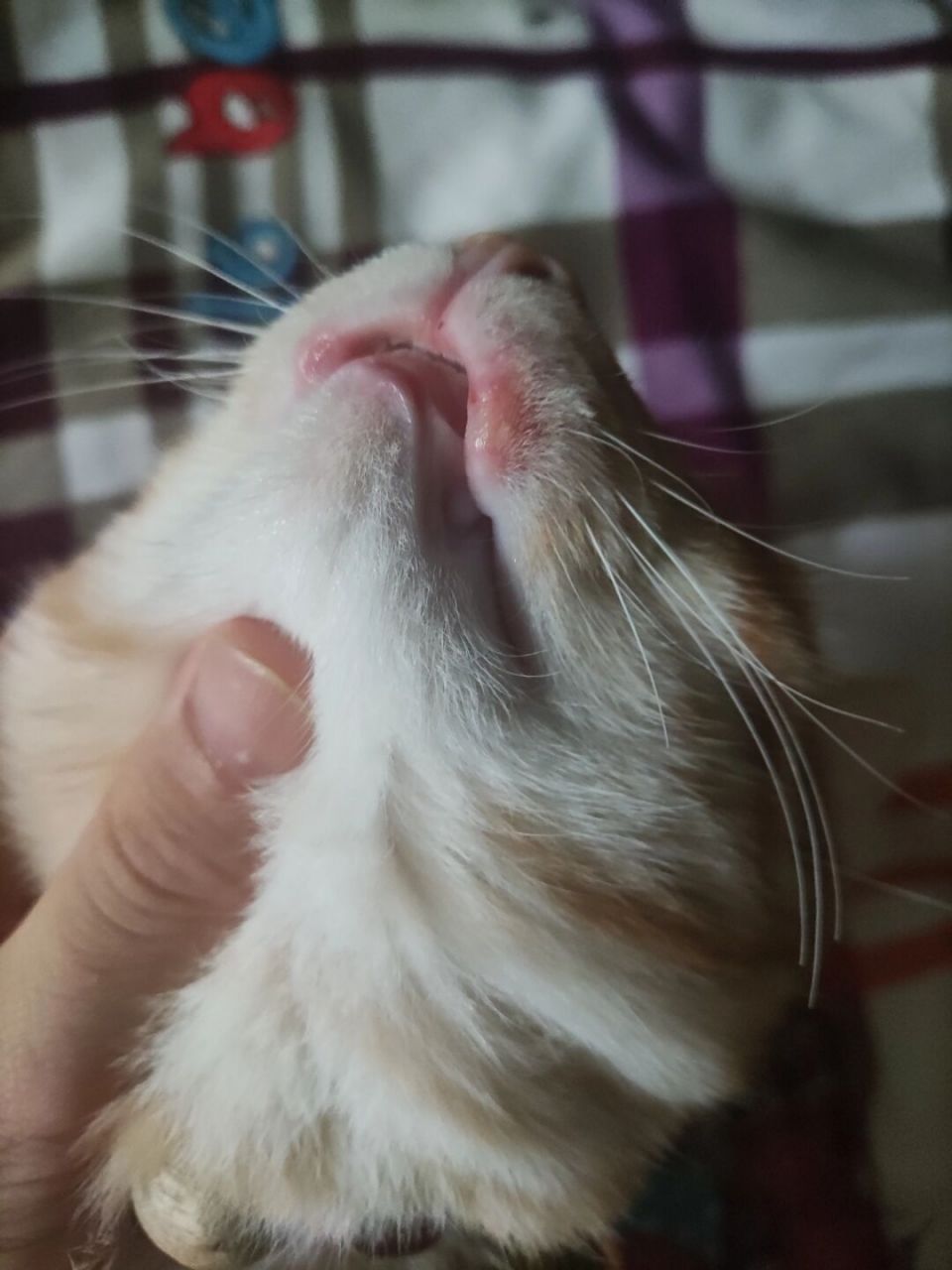 猫咪上嘴唇突然长出来一个泡,这个是上火了还是生病了?