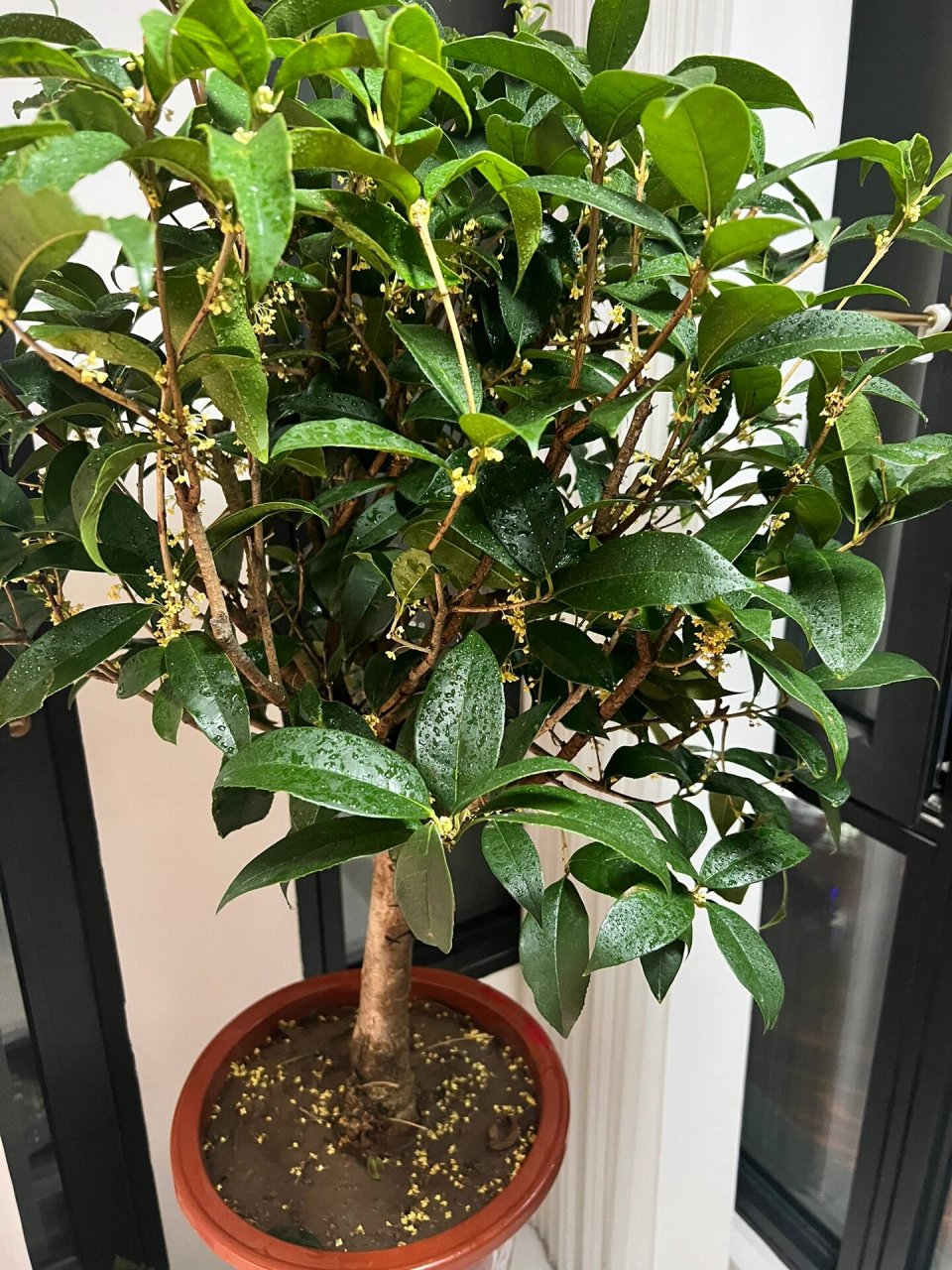 天香台阁 图1绿植市场里唯二两盆开着花的桂花,天香台阁,随然价格不