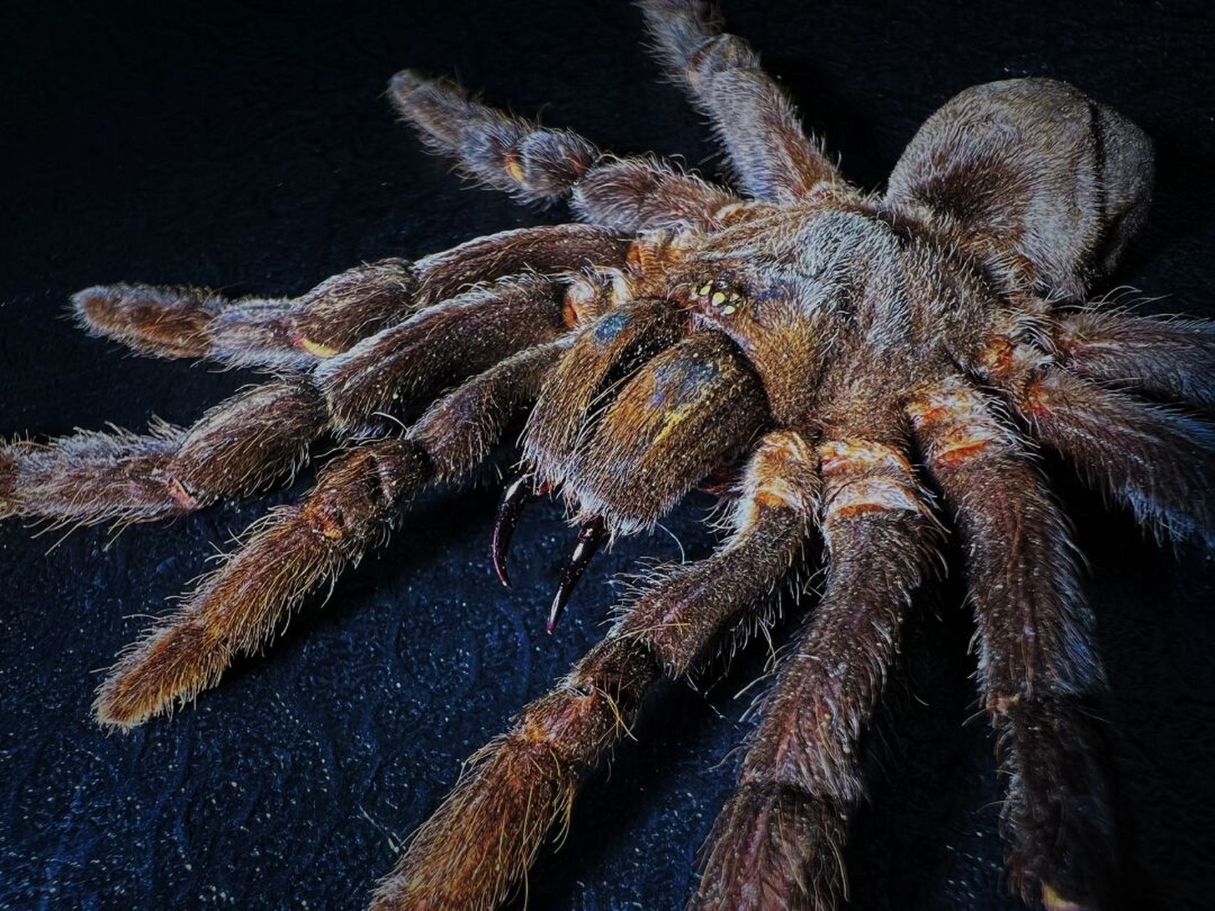 中文名:捕鸟蛛 别名:bird-eating spider 界:动物界 门:节肢动物门