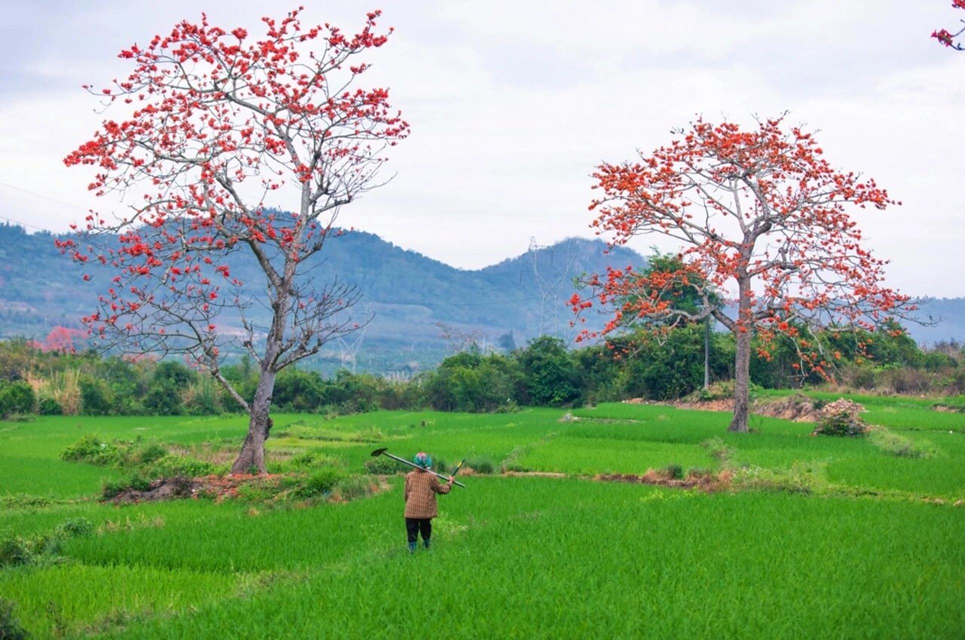 昌江的木棉花主要生长在石碌,十月田,叉河,七叉和王下等乡镇.
