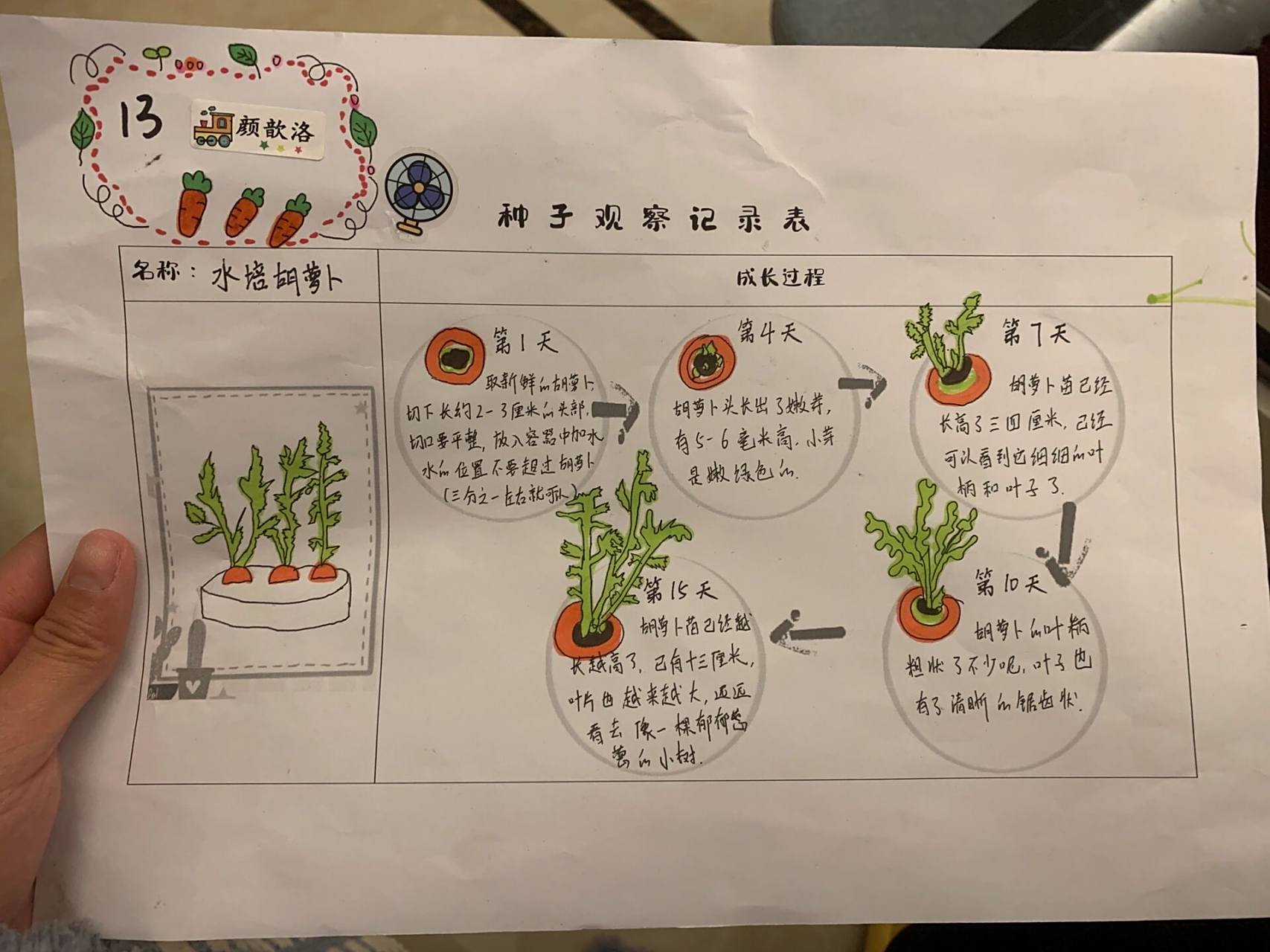 胡萝卜09水培观察记录表 又来交作业啦,小班种子发芽记录表9797