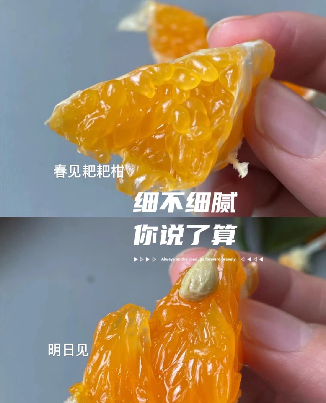 柑橘皇后  "明日见" 柑橘中的爱马仕