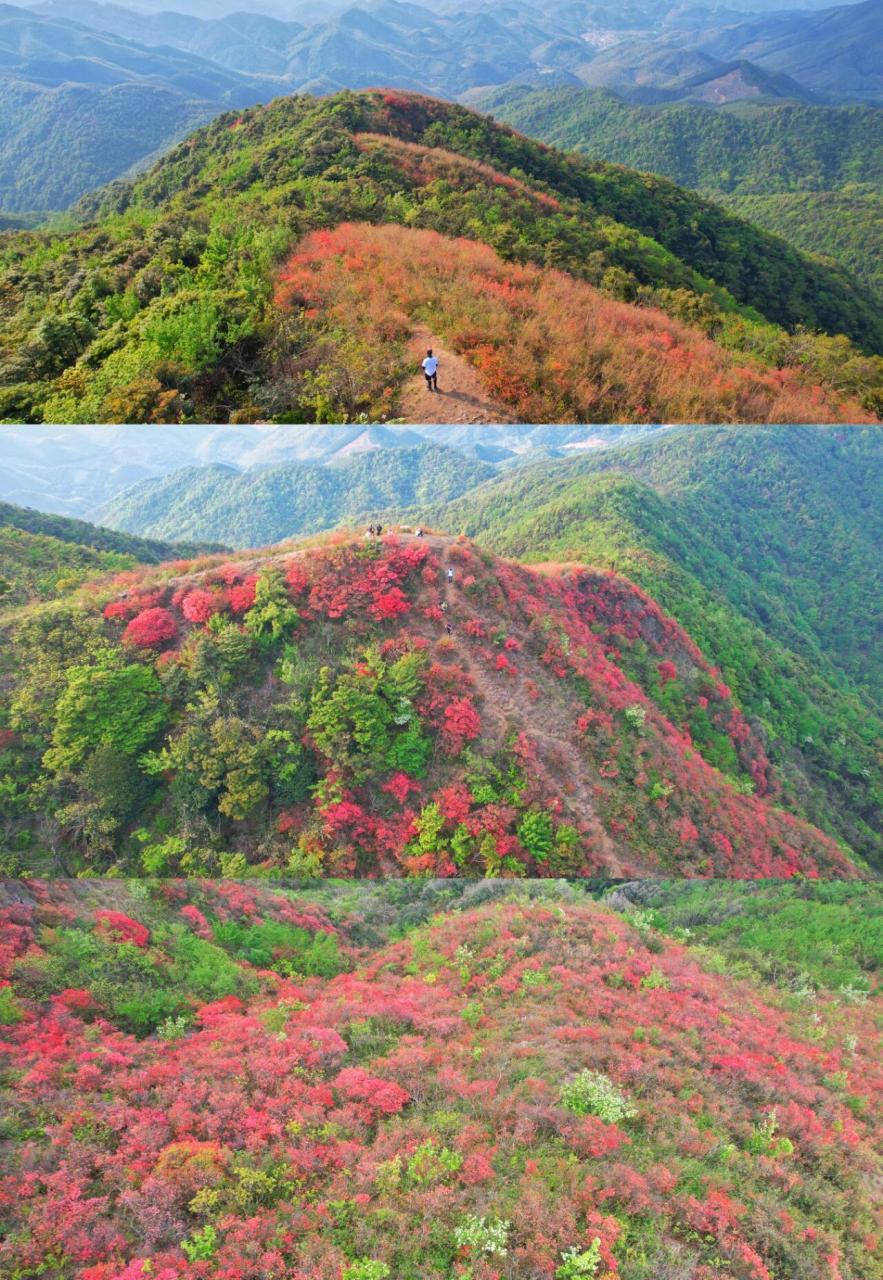 09户外徒步|从化通天蜡烛|杜鹃花丛林 96 广州从化的"通天蜡烛"