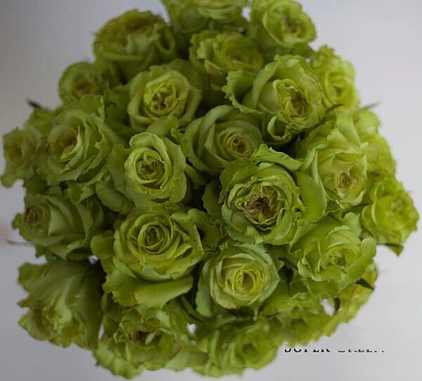 几种天然绿色玫瑰