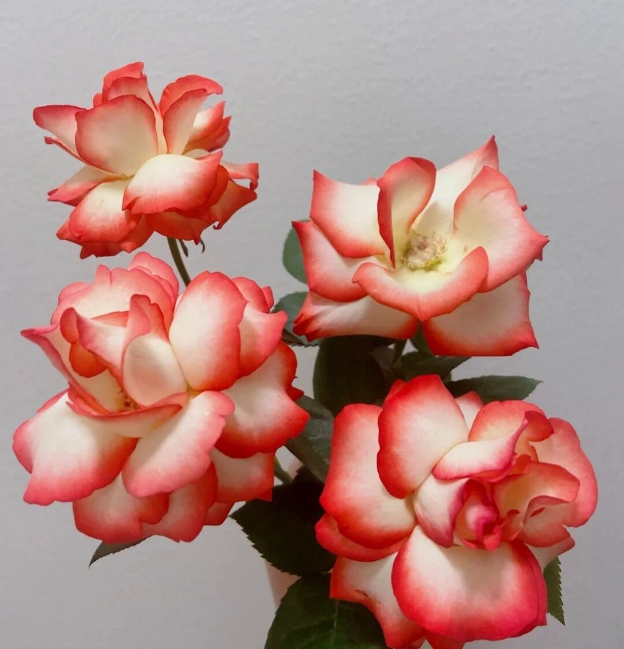 胭脂扣玫瑰‖兰若花铺 鲜花·玫瑰·胭脂扣 一醒花:深水醒花8小时以上