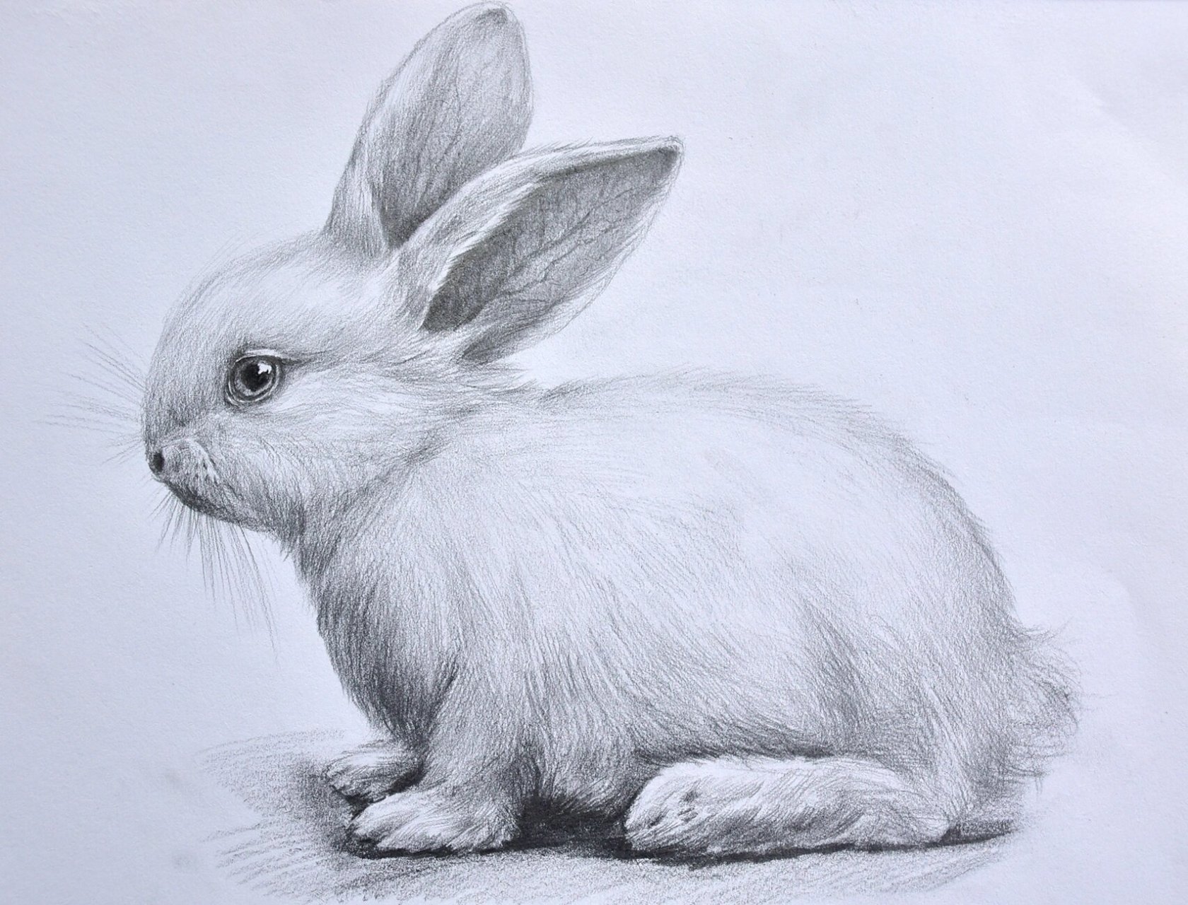 素描小白兔,有详细绘画步骤视频 每一次画动物素描,都是画学员要求的