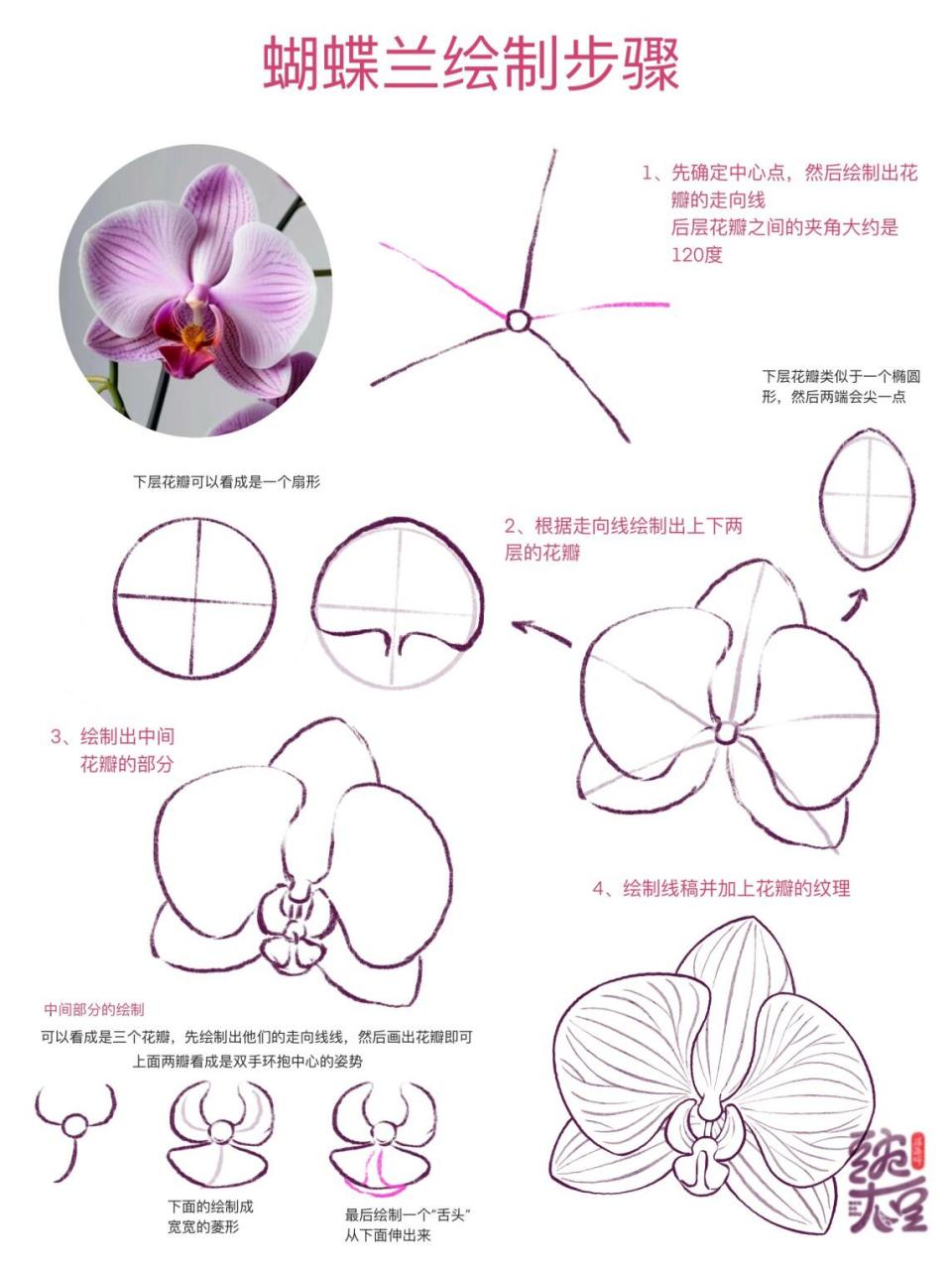 蝴蝶兰绘制教程 #线描花卉# #绘画学习# #画画的日常# #笔记灵感