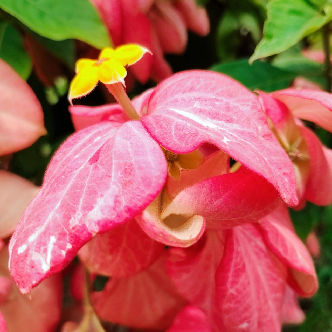 夏花61粉纸扇 粉纸扇,经常在周边公园草坪上见到.