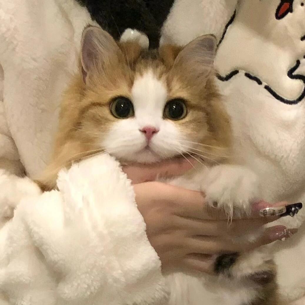 申请成为你的小猫头像